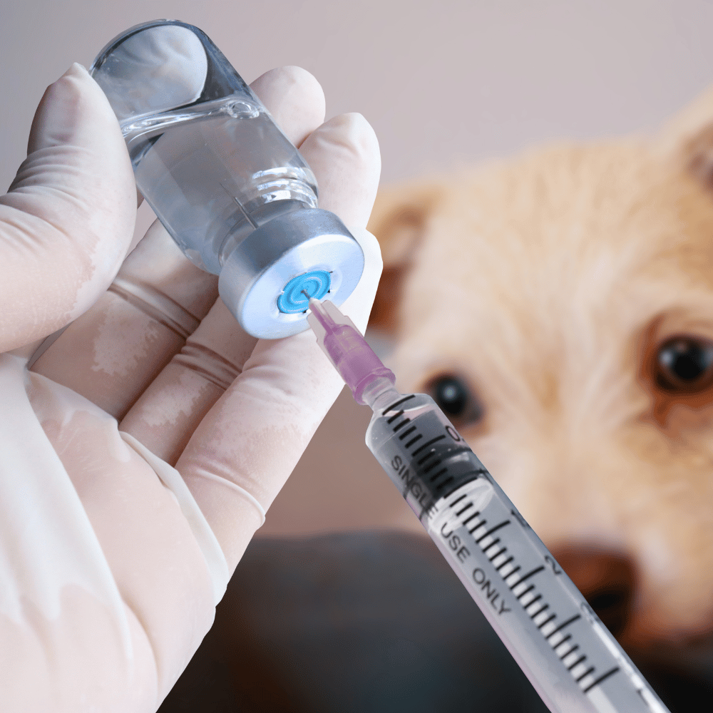 vaccine being prepared with a puppy staring in the background